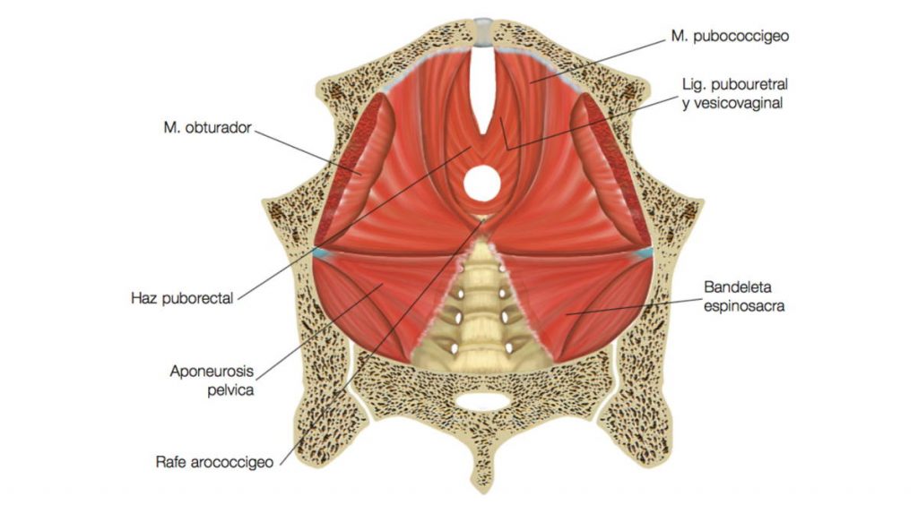 Figura 1. Visión endopélvica; se ha seleccionado la pelvis ósea y el músculo obturador interno para ver el músculo elevador del ano en toda su extensión. 1) Piso superior, 2) piso intermedio y 3) hendidura urogenital.