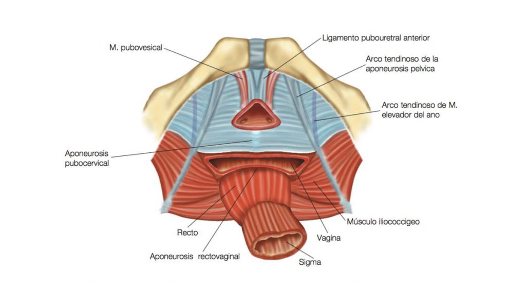 Figura 2. Esquema anatómico de los principales elementos ligamentosos y musculares de sostén.
