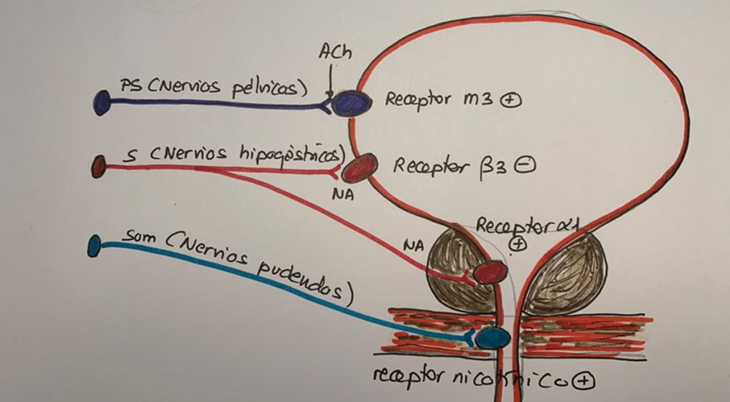 Figura 2. Representación esquemática de la inervación vesical. PS: parasimpático; S: simpático; Som: somático; NA: noradrenalina; ACH: acetilcolina.