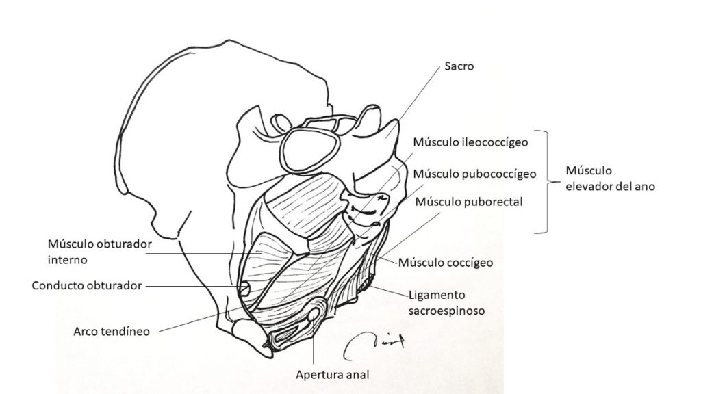Figura 2. Diafragma pelviano. Visión lateral izquierda. Ilustrador: Dr. David García Gutiérrez.