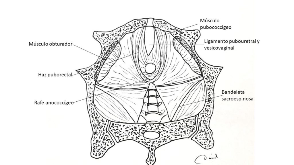 Figura 3. Suelo pélvico. Visión endopélvica. Ilustrador: Dr. David García Gutiérrez.