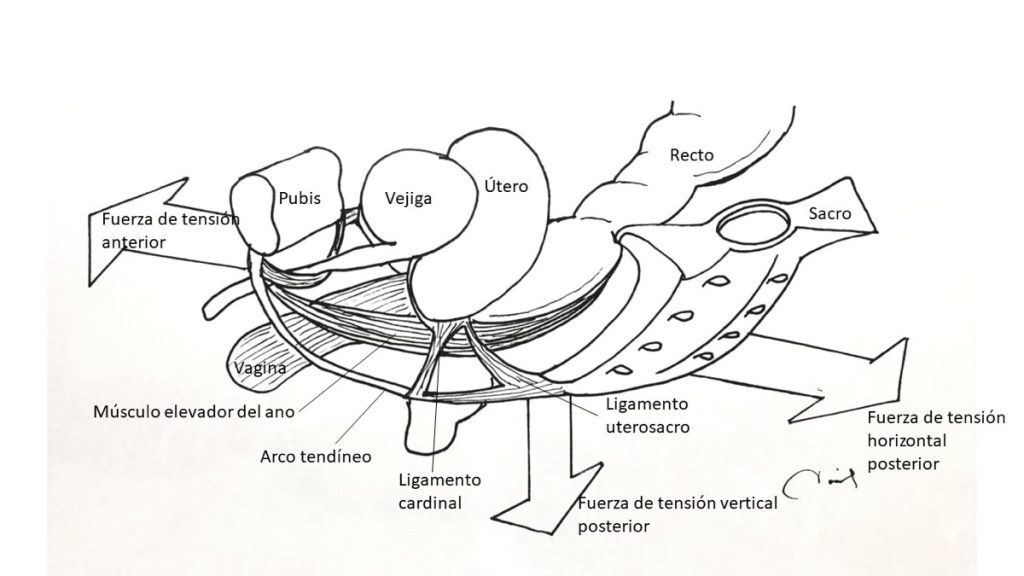 Figura 4. Fuerzas de tensión de la vagina. Ilustrador: Dr. David García Gutiérrez.