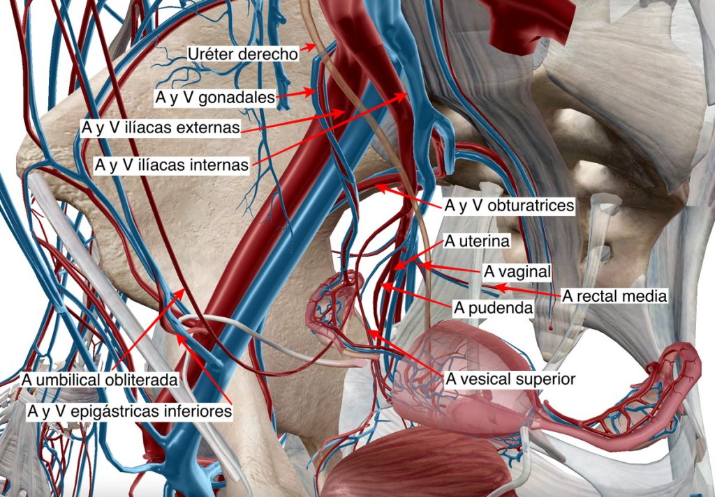 Figura 4. Vascularización de la pelvis. Imagen por cortesía de Visible Body.