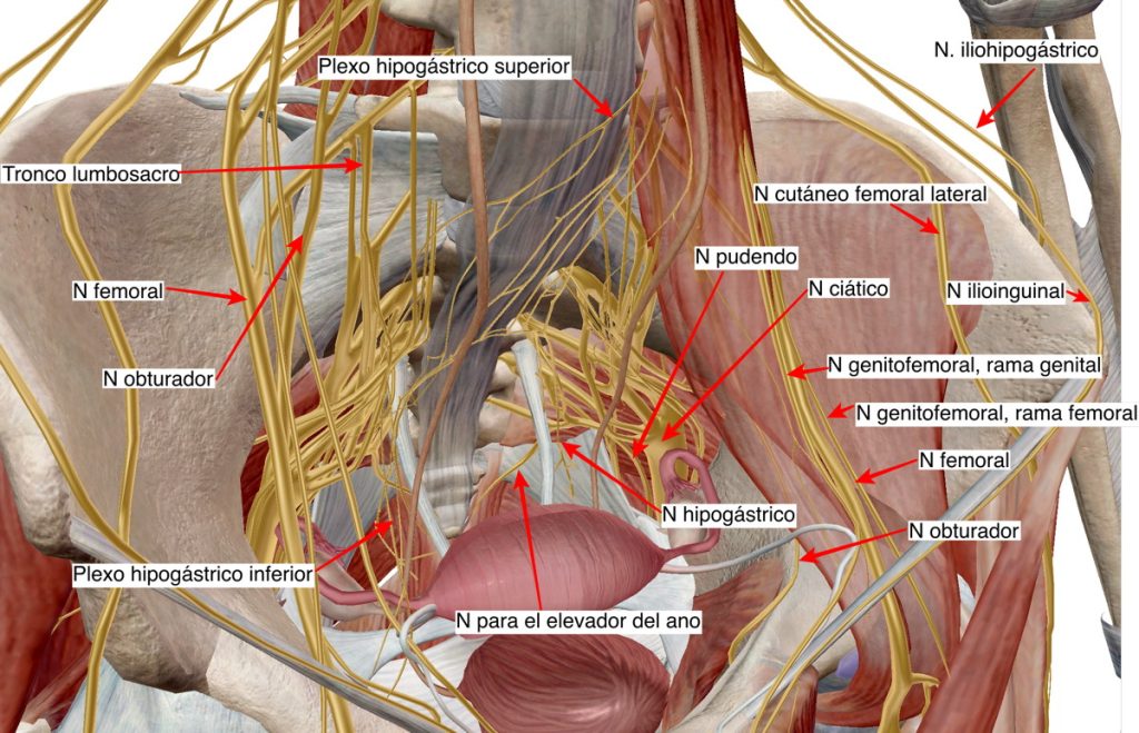 Figura 6. Inervación de la pelvis. Imagen por cortesía de Visible Body.